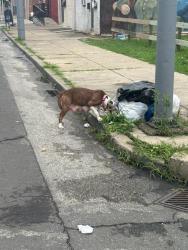 Found/Stray Female Dog last seen W Monmouth and Germantown Ave., Philadelphia, PA 19133