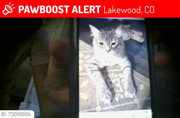 Lost Female Cat last seen Kipling, Lakewood, CO 80215
