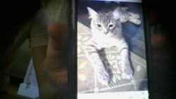 Lost Female Cat last seen Kipling, Lakewood, CO 80215