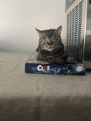 Lost Male Cat last seen Huntington Cove and Forte Apache, Las Vegas, NV 89178
