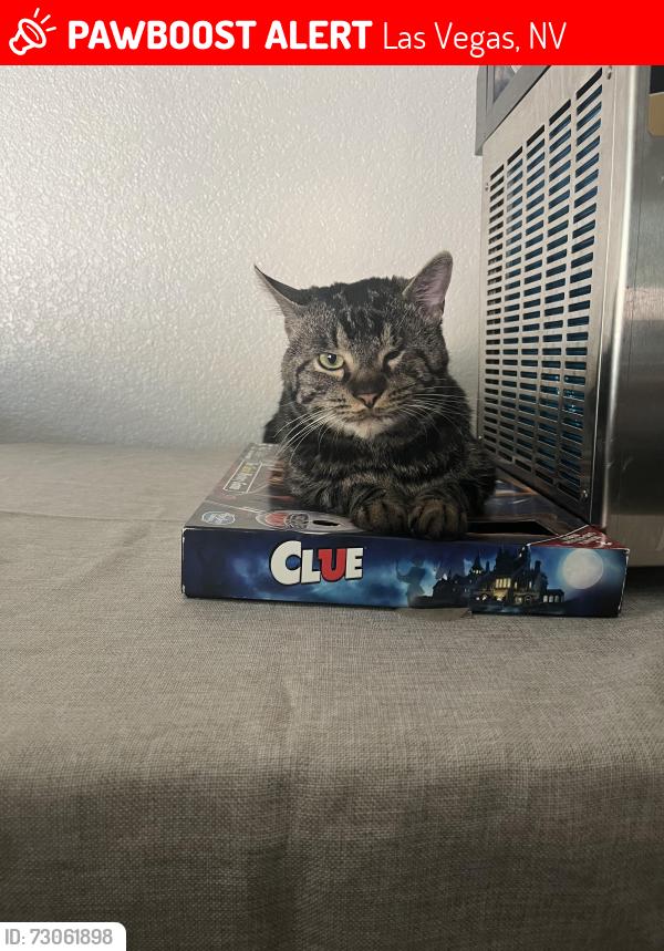 Lost Male Cat last seen Huntington Cove and Forte Apache, Las Vegas, NV 89178