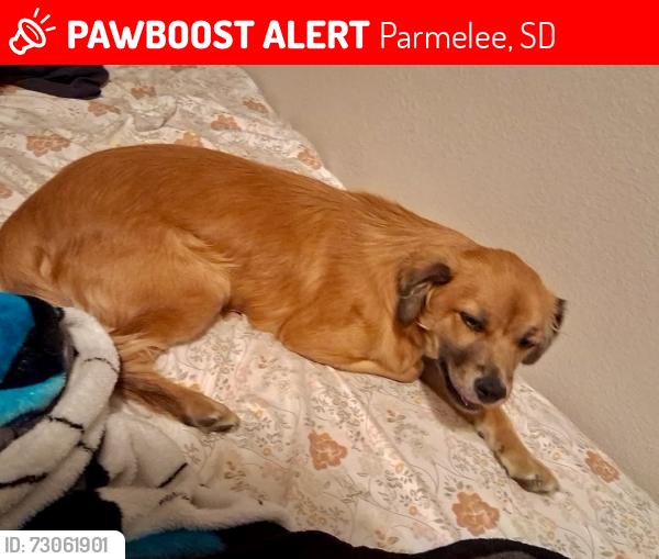 Lost Female Dog last seen Central 76, Parmelee, SD 57566