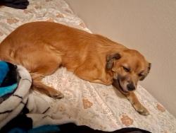 Lost Female Dog last seen Central 76, Parmelee, SD 57566