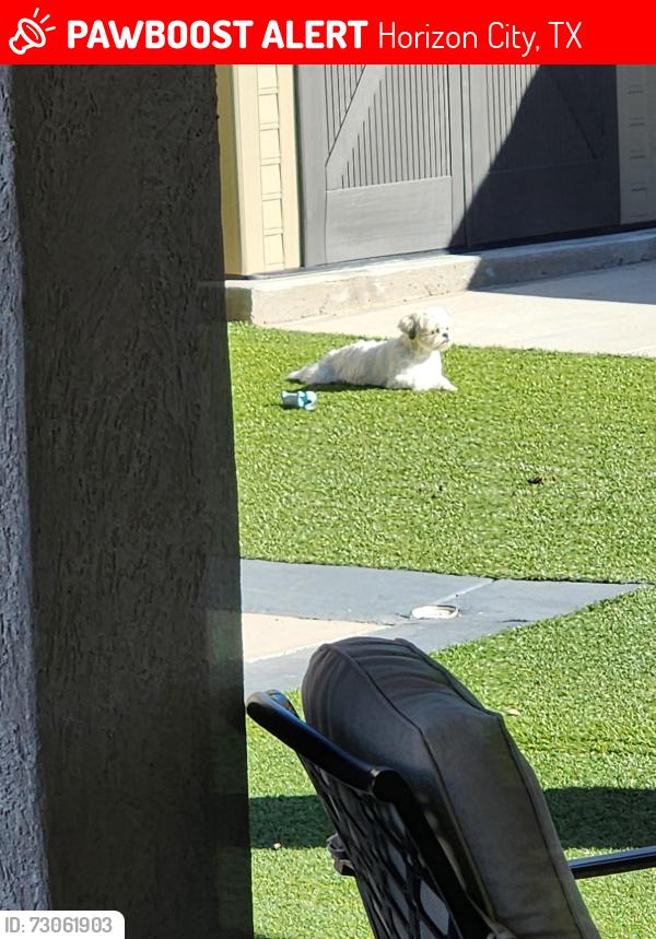 Lost Female Dog last seen Esmeralda maria, Horizon City, TX 79928