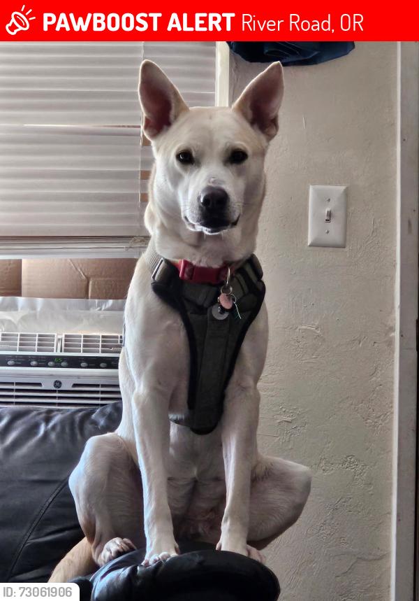 Lost Female Dog last seen Minto brown, River Road, OR 97404