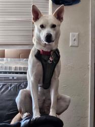 Lost Female Dog last seen Minto brown, River Road, OR 97404