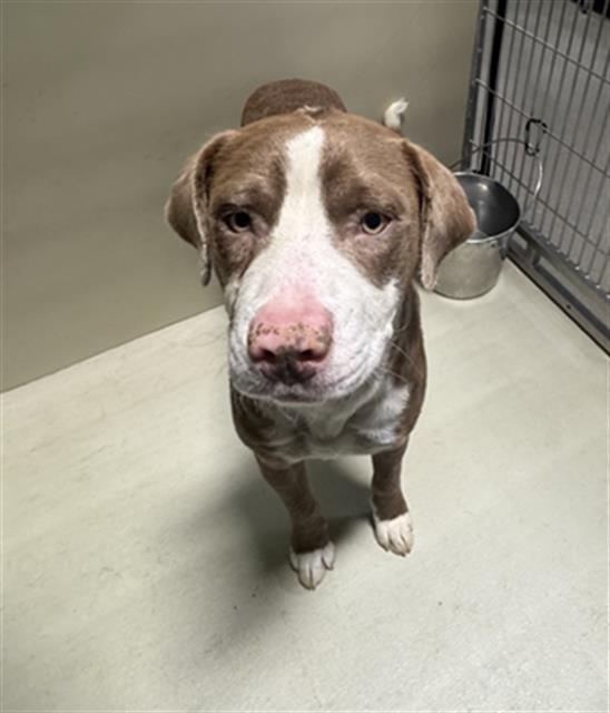 Shelter Stray Male Dog last seen Near FRONTAGE, 3951 Fruitvale Ave, Bakersfield, CA 93308, USA