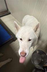 Shelter Stray Female Dog last seen Near BLOCK HOMEWOOD AVE, BAKERSFIELD CA 93307, 3951 Fruitvale Ave, Bakersfield, CA 93308, USA