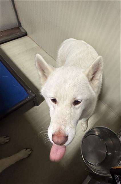 Shelter Stray Female Dog last seen Near BLOCK HOMEWOOD AVE, BAKERSFIELD CA 93307, 3951 Fruitvale Ave, Bakersfield, CA 93308, USA