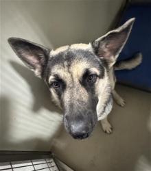 Shelter Stray Female Dog last seen Near BLOCK HOMEWOOD AVE, BAKERSFIELD CA 93307, 3951 Fruitvale Ave, Bakersfield, CA 93308, USA
