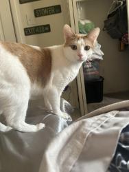 Lost Male Cat last seen Uncp, Pembroke, NC 28372