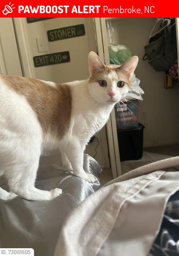 Lost Male Cat last seen Uncp, Pembroke, NC 28372