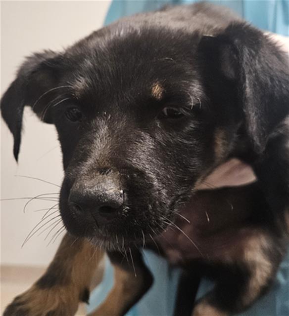 Shelter Stray Female Dog last seen Near BLOCK MUGSY AVE, BAKERSFIELD CA 93307, 3951 Fruitvale Ave, Bakersfield, CA 93308, USA