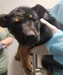 Shelter Stray Female Dog last seen Near BLOCK MUGSY AVE, BAKERSFIELD CA 93307, 3951 Fruitvale Ave, Bakersfield, CA 93308, USA