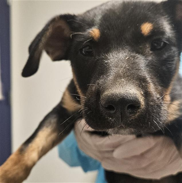 Shelter Stray Male Dog last seen Near BLOCK MUGSY AVE, BAKERSFIELD CA 93307, 3951 Fruitvale Ave, Bakersfield, CA 93308, USA