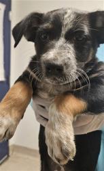 Shelter Stray Female Dog last seen Near BLOCK MUGSY AVE, BAKERSFIELD CA 93307, 3951 Fruitvale Ave, Bakersfield, CA 93308, USA