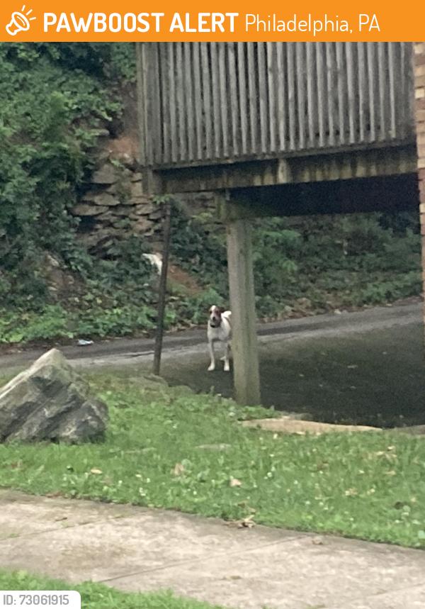Found/Stray Unknown Dog last seen Godfrey Av, Philadelphia, PA 19141