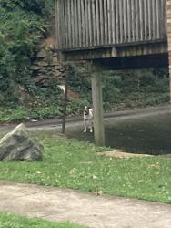 Found/Stray Unknown Dog last seen Godfrey Av, Philadelphia, PA 19141
