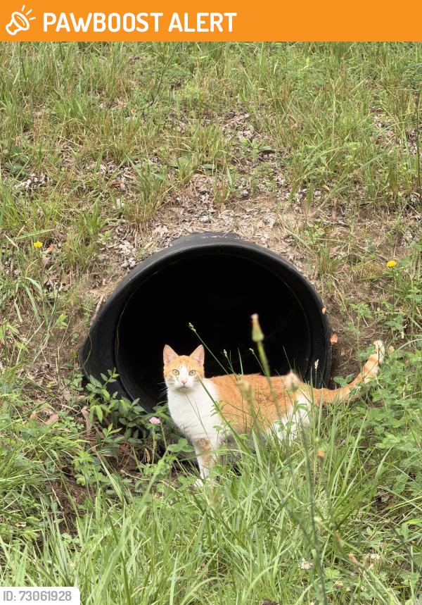 Found/Stray Unknown Cat last seen Glenwood neighborhood near Wilconna and brightridge rd, Chesterfield County, VA 23832