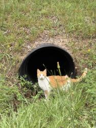 Found/Stray Unknown Cat last seen Glenwood neighborhood near Wilconna and brightridge rd, Chesterfield County, VA 23832