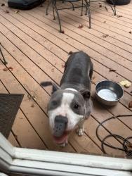 Found/Stray Female Dog last seen Hope Valley Rd, Durham, NC 27707