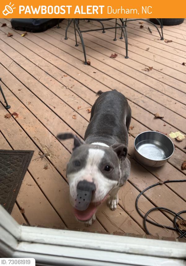 Found/Stray Female Dog last seen Hope Valley Rd, Durham, NC 27707