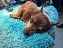 Shelter Stray Female Dog last seen N G ST & W 31ST ST, SAN BERNARDINO, CA, 92405, USA, 333 Chandler Pl, San Bernardino, CA 92408, USA