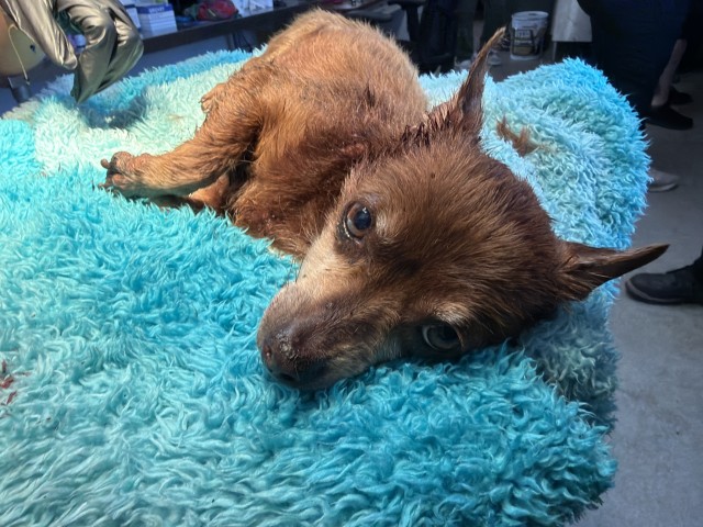 Shelter Stray Female Dog last seen N G ST & W 31ST ST, SAN BERNARDINO, CA, 92405, USA, 333 Chandler Pl, San Bernardino, CA 92408, USA