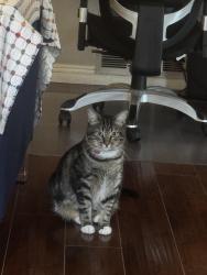 Lost Male Cat last seen Culver lrvine, Irvine, CA 92614