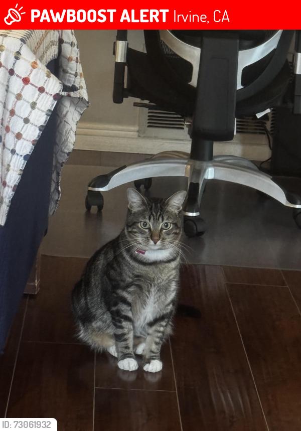 Lost Male Cat last seen Culver lrvine, Irvine, CA 92614