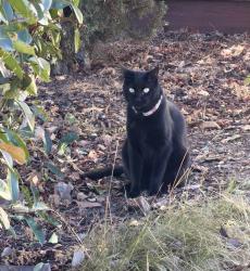 Reunited Male Cat last seen Selinda Ln. Near Leigh High School, San Jose, CA 95124