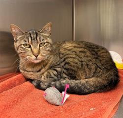 Shelter Stray Female Cat last seen 151ST PL & LANSING, 12155 Park Blvd, Brighton, CO 80601, USA