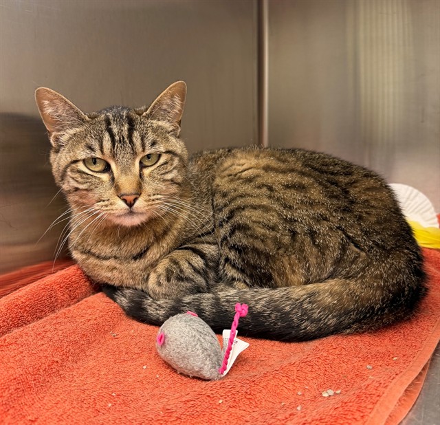 Shelter Stray Female Cat last seen 151ST PL & LANSING, 12155 Park Blvd, Brighton, CO 80601, USA