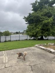 Lost Male Dog last seen Oxbow Dr, LaPlace, LA, LaPlace, LA 70068