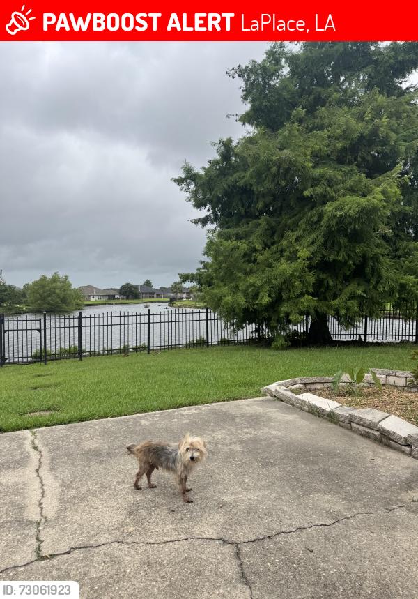 Lost Male Dog last seen Oxbow Dr, LaPlace, LA, LaPlace, LA 70068