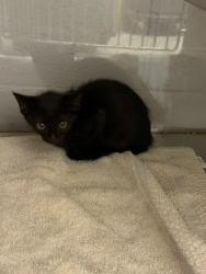 Shelter Stray Female Cat last seen Jupiter St, Gastonia, NC, 1491 Business Park Ct, Gastonia, NC 28052, USA