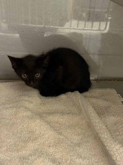 Shelter Stray Female Cat last seen Jupiter St, Gastonia, NC, 1491 Business Park Ct, Gastonia, NC 28052, USA