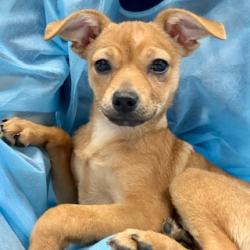 Shelter Stray Female Dog last seen , , CA, 1101 29th Ave, Oakland, CA 94601, USA