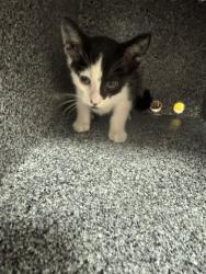 Shelter Stray Male Cat last seen Near N Town E, 75149, TX, 1650 Gross Rd, Mesquite, TX 75149, USA