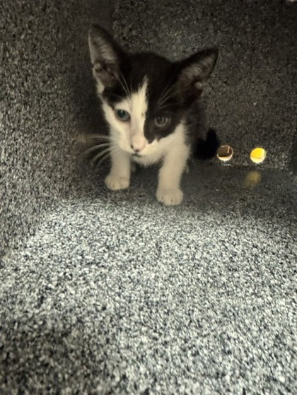 Shelter Stray Male Cat last seen Near N Town E, 75149, TX, 1650 Gross Rd, Mesquite, TX 75149, USA