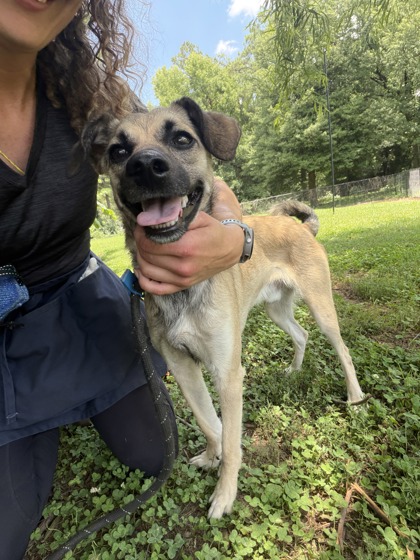 Shelter Stray Male Dog last seen , , GA, 3280 Chamblee Dunwoody Rd, Chamblee, GA 30341, USA