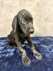 Shelter Stray Male Dog last seen Near W Parkerville Rd, Desoto, TX, 1150 E Pleasant Run Rd, Cedar Hill, TX 75104, USA