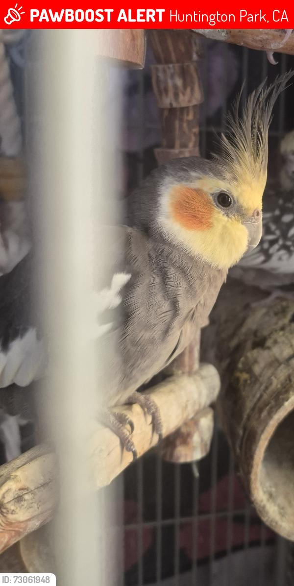 Lost Male Bird last seen Gage/plaska, Huntington Park, CA 90255