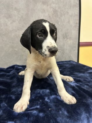 Shelter Stray Female Dog last seen Near W Parkerville Rd, Desoto, TX, 1150 E Pleasant Run Rd, Cedar Hill, TX 75104, USA