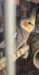 Lost Male Bird last seen Gage/plaska, Huntington Park, CA 90255