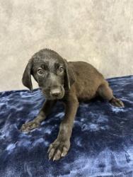 Shelter Stray Female Dog last seen Near W Parkerville Rd, Desoto, TX, 1150 E Pleasant Run Rd, Cedar Hill, TX 75104, USA