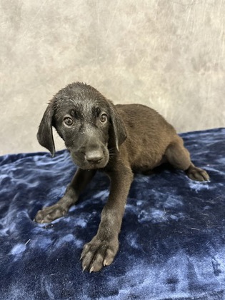 Shelter Stray Female Dog last seen Near W Parkerville Rd, Desoto, TX, 1150 E Pleasant Run Rd, Cedar Hill, TX 75104, USA