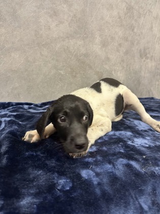 Shelter Stray Female Dog last seen Near W Parkerville Rd, Desoto, TX, 1150 E Pleasant Run Rd, Cedar Hill, TX 75104, USA
