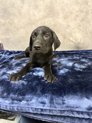 Shelter Stray Male Dog last seen Near W Parkerville Rd, Desoto, TX, 1150 E Pleasant Run Rd, Cedar Hill, TX 75104, USA