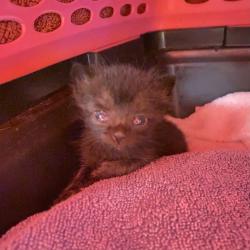 Shelter Stray Male Cat last seen Near S Harlan Road, LATHROP, CA, 95330, 8323 Baldwin St, Oakland, CA 94621, USA